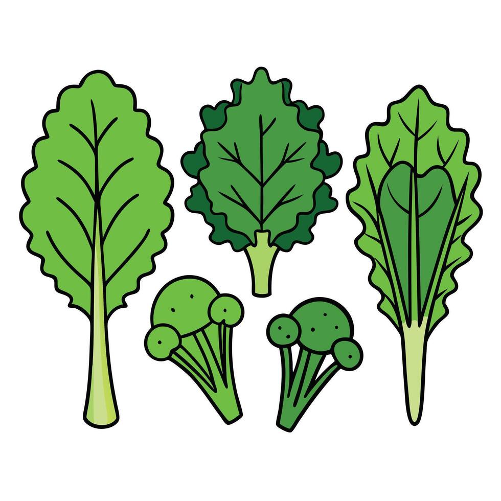 A set of vegetables including broccoli, cabbage, and kale vector