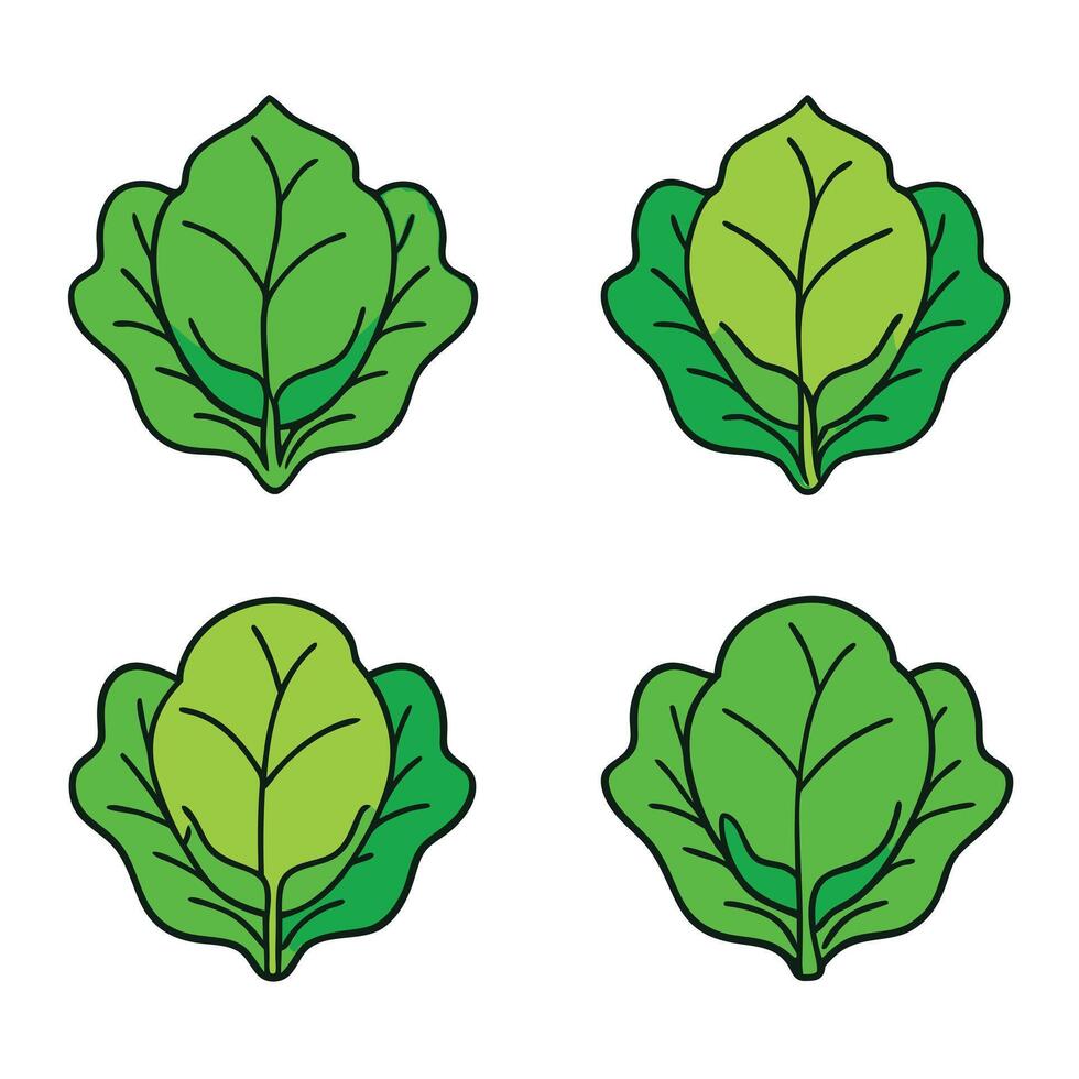 Four leafy green vegetables on a white background vector