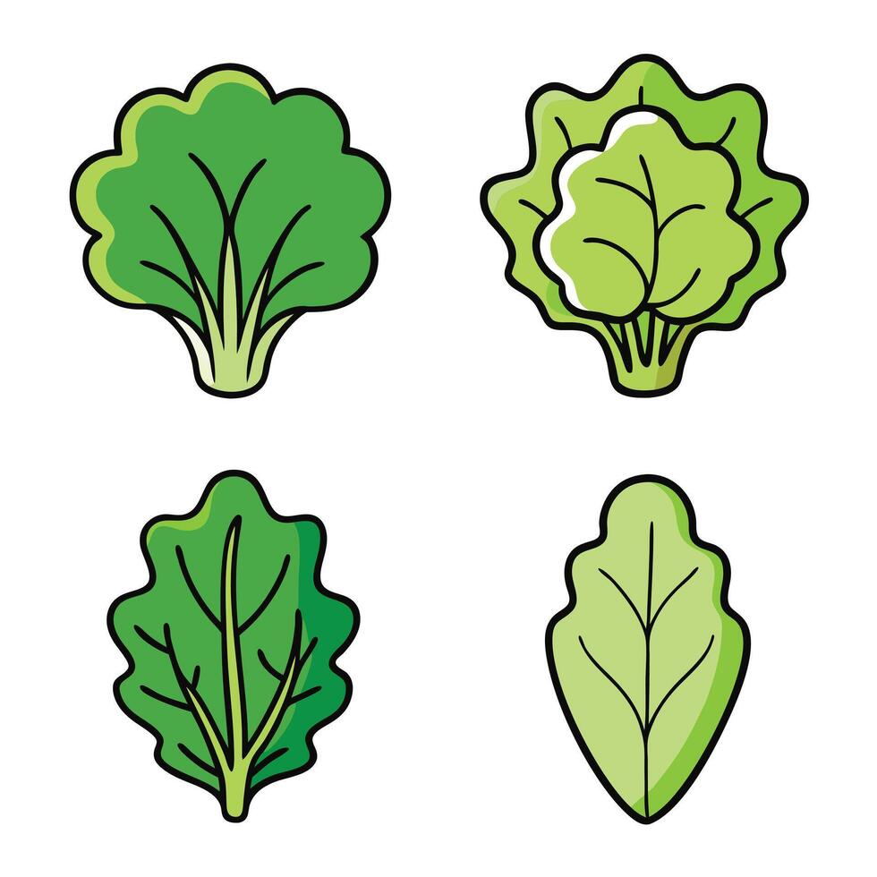 A set of four different types of leafy vegetables vector