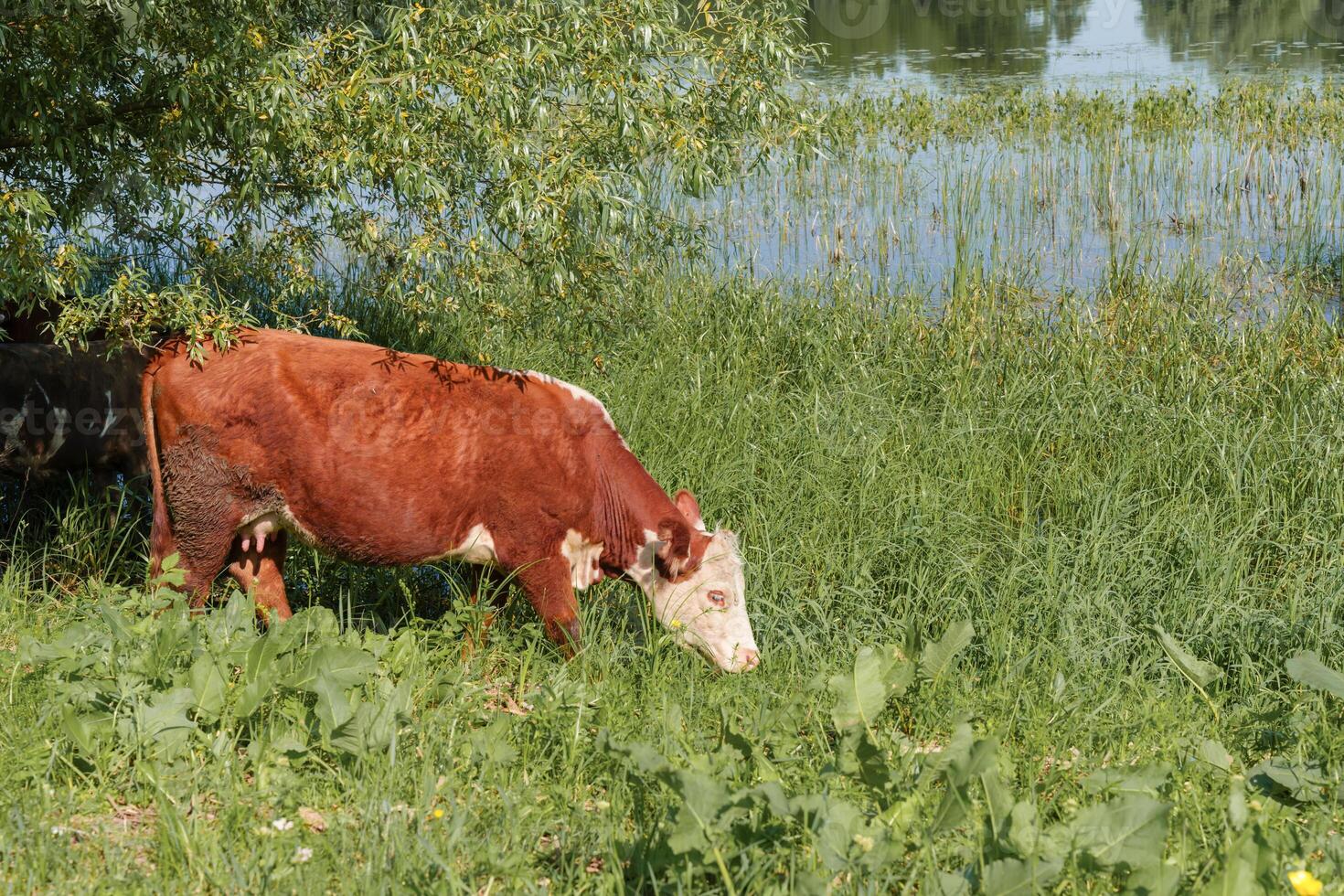 presence of a scenic lakeside landscape, ginger-hued cow indulges in the abundant greenery, radiating a timeless, rustic charm photo