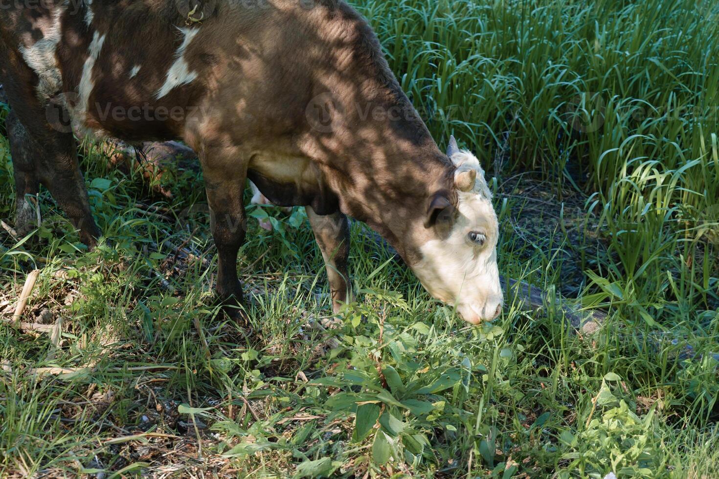 large herbivore enjoying an abundant diet of tall sedge vegetation in a scenic open pasture photo