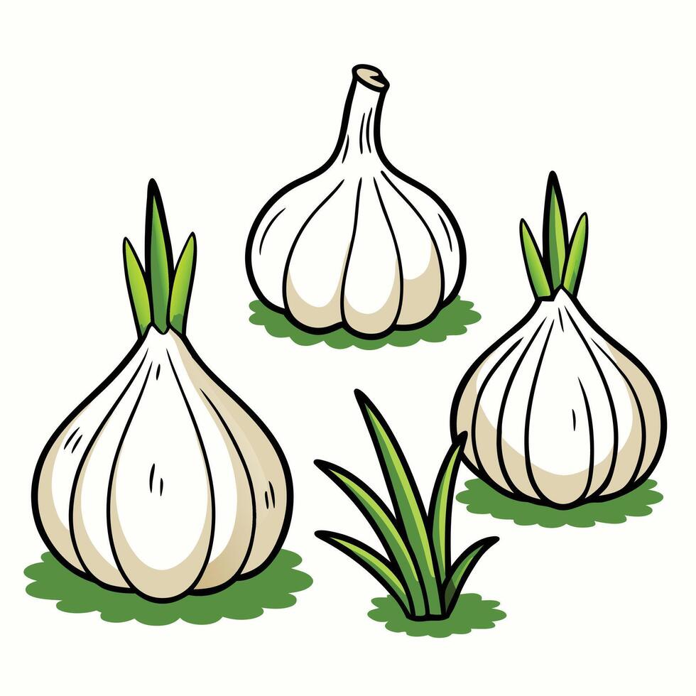 Three garlic bulbs on a white background vector