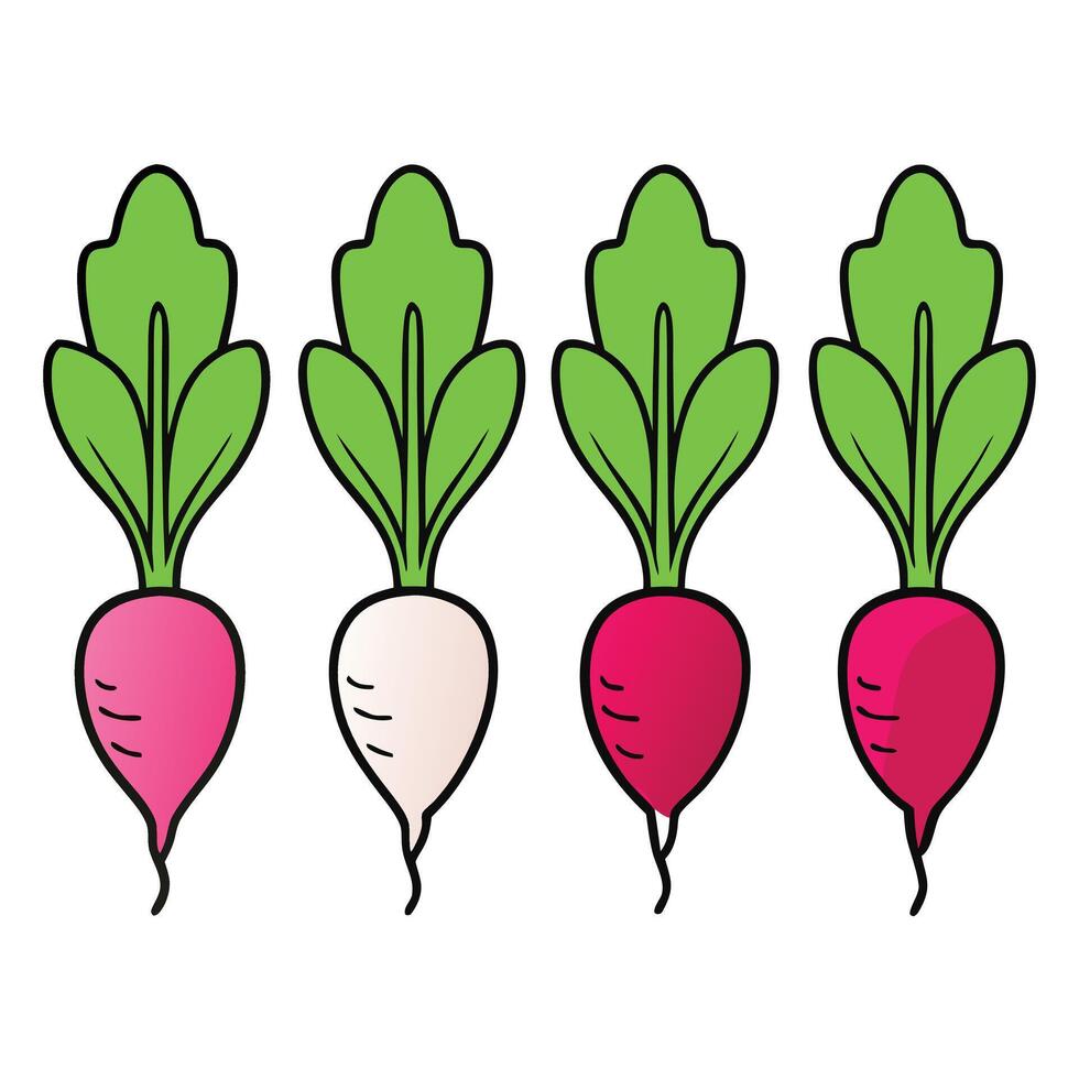 Radishes are shown in a row on a white background vector