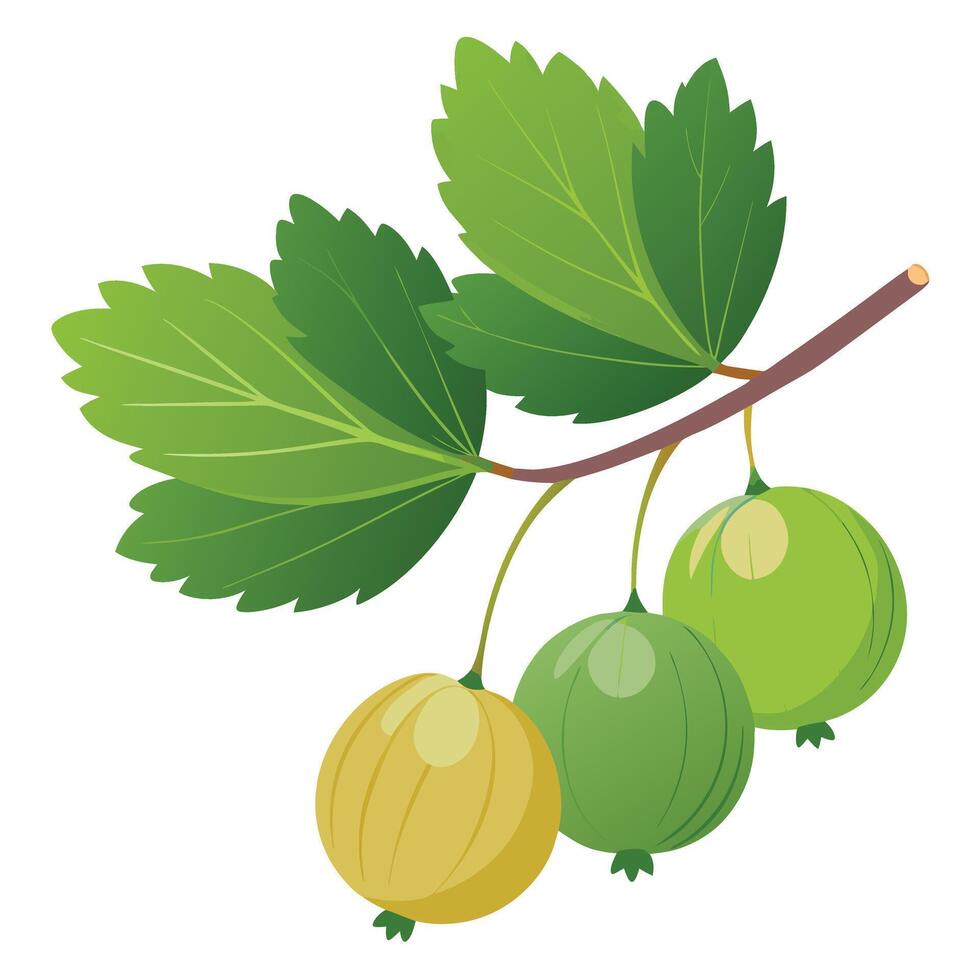 Green gooseberry on a branch vector