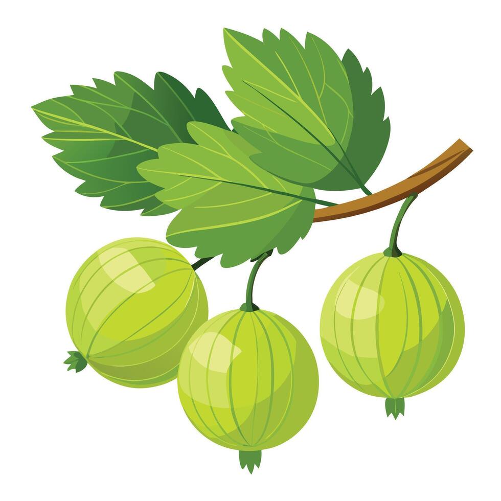 Green gooseberry on a branch illustration vector