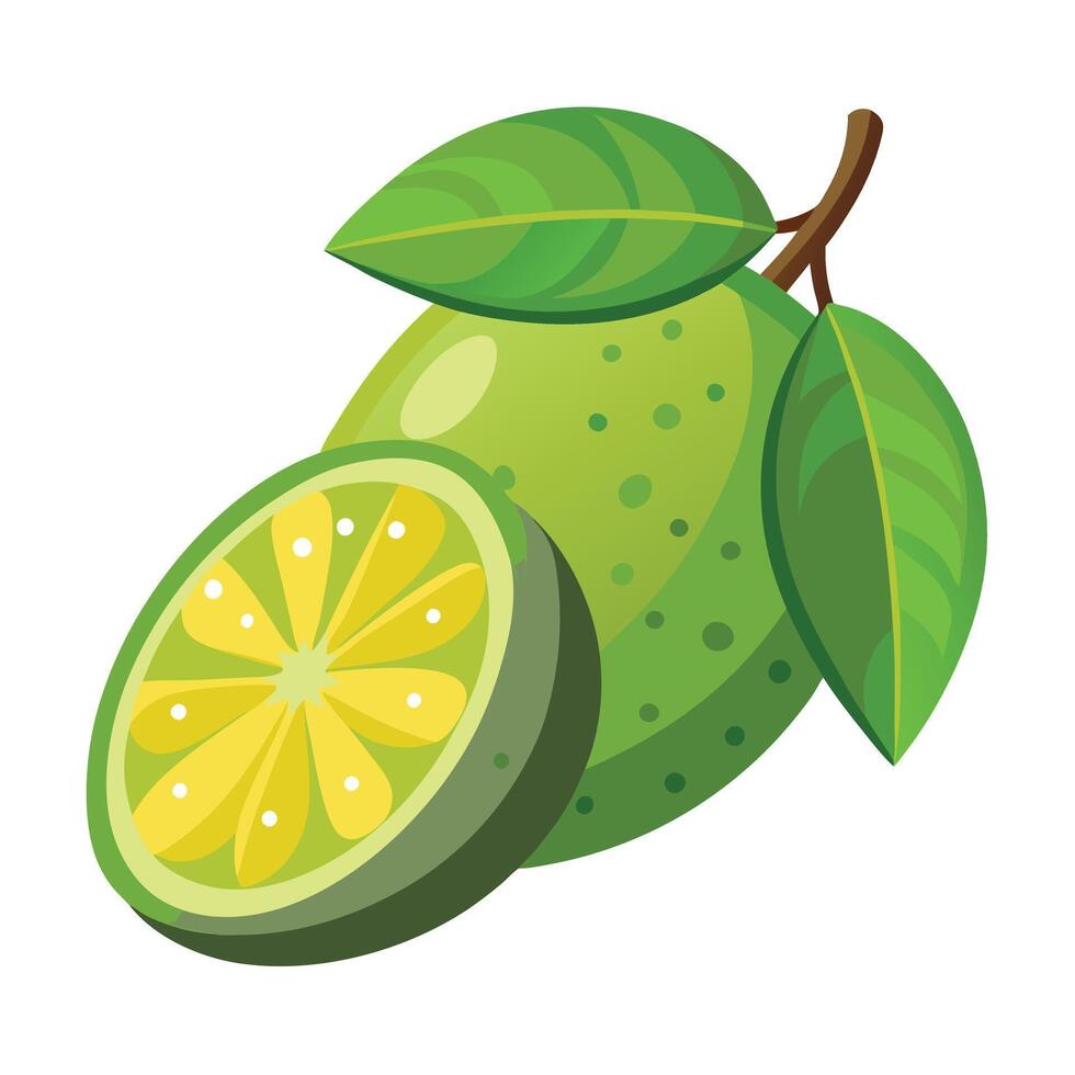 A lime with a slice and leaves on a white background vector