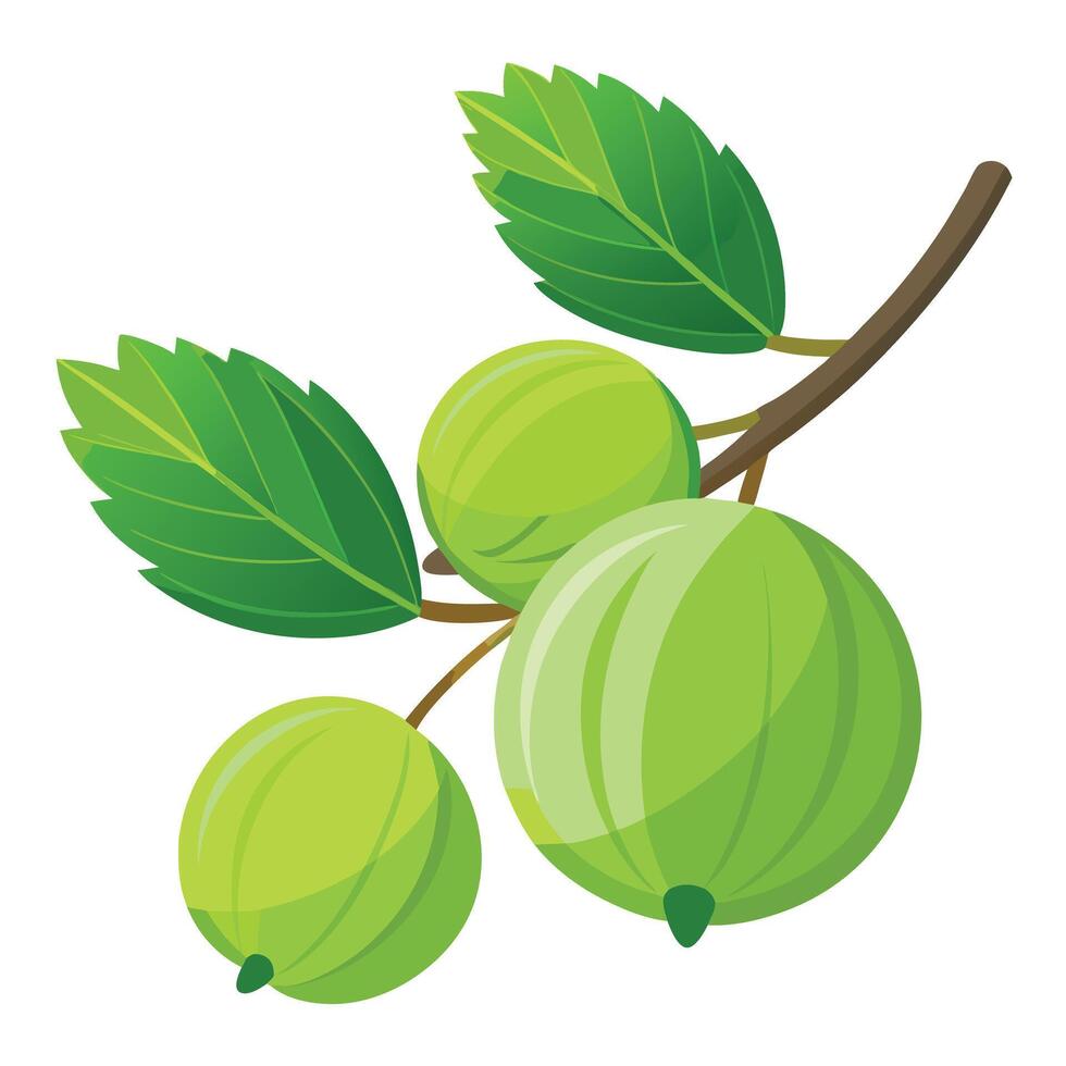 Gooseberry fruit on a branch illustration vector
