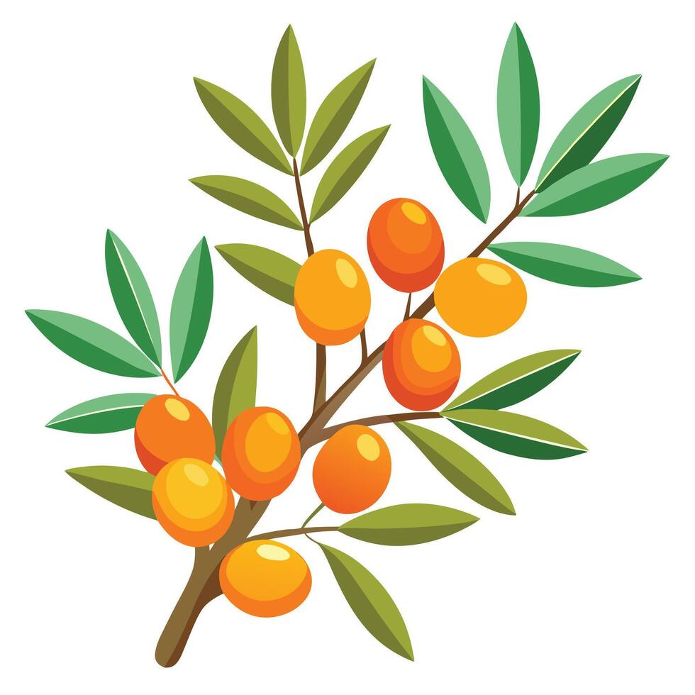 An orange fruit branch with leaves and leaves vector