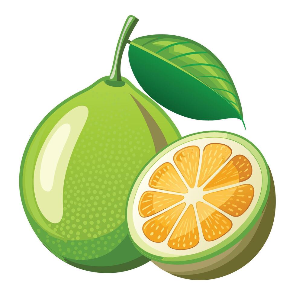An orange and a half of a lime vector