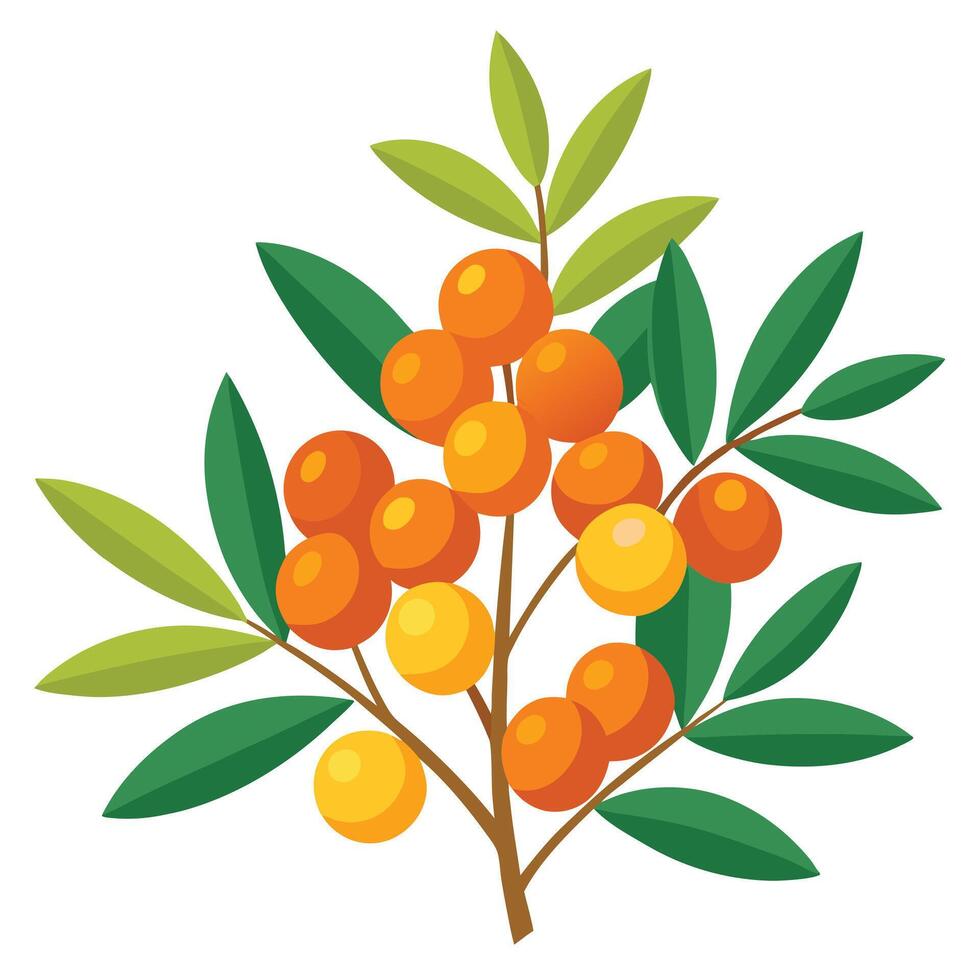 Sea buckthorn fruit vector
