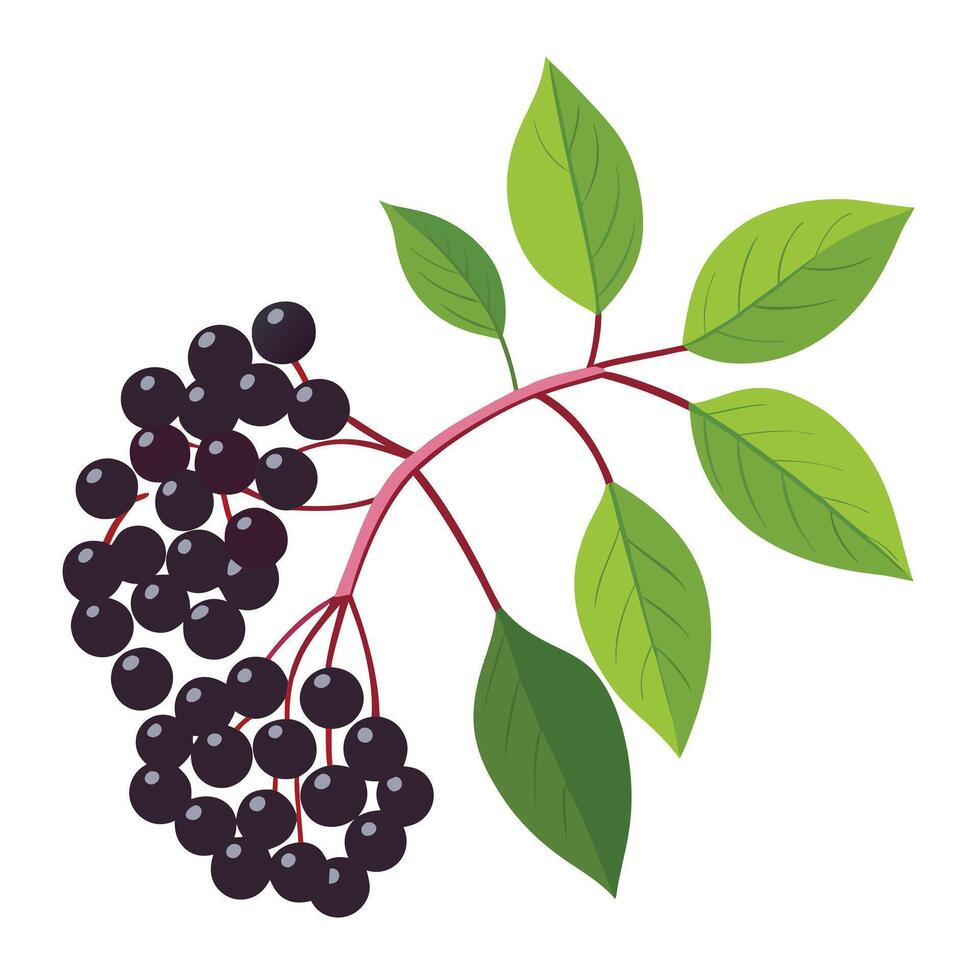 Black elderberry on white background vector