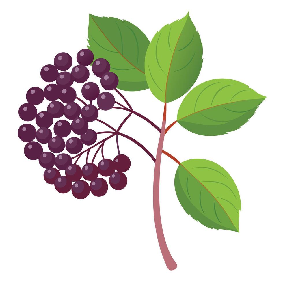 A branch with berries and leaves on it vector