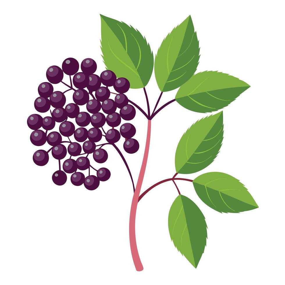 Elderberry fruit illustration vector