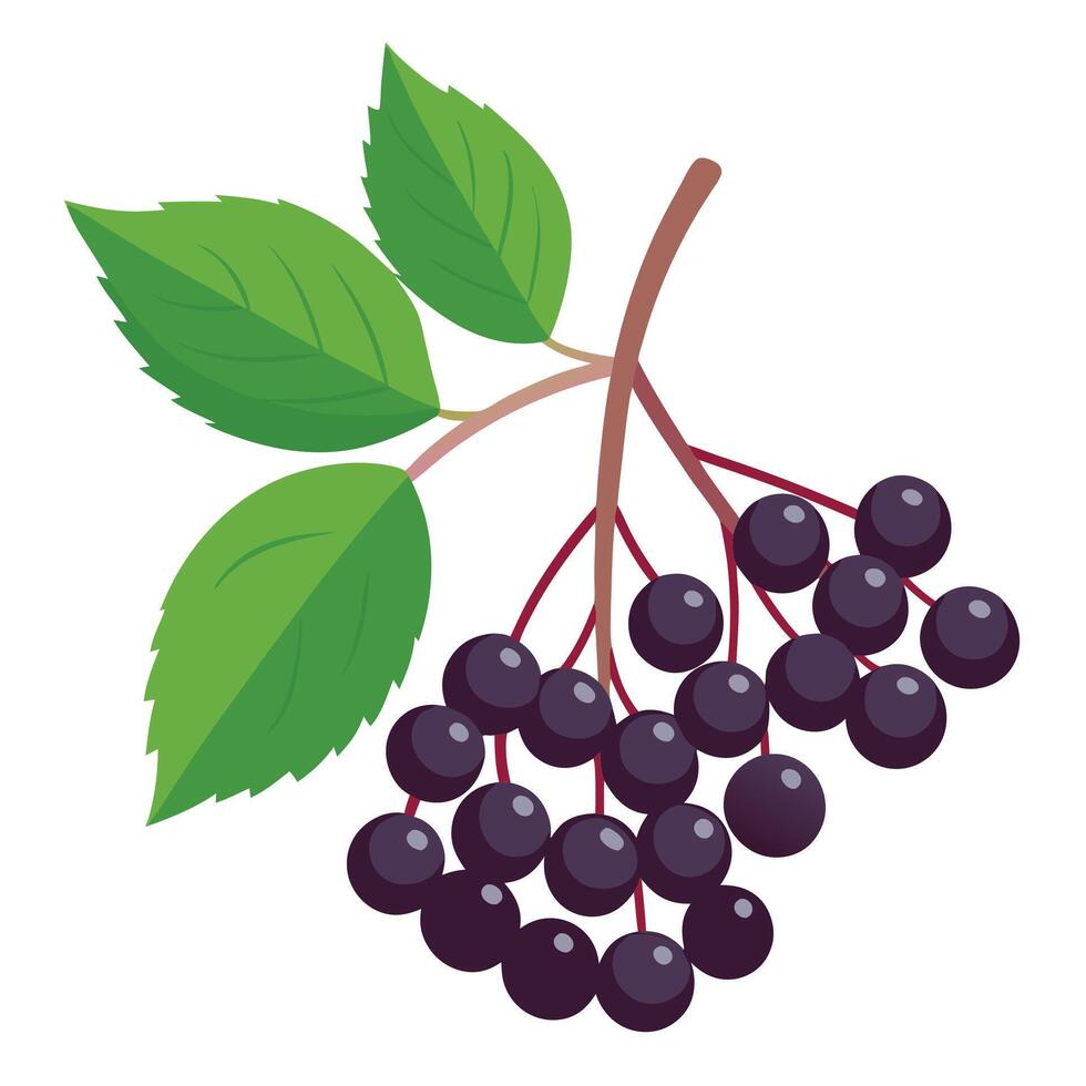Black elderberry fruit illustration vector