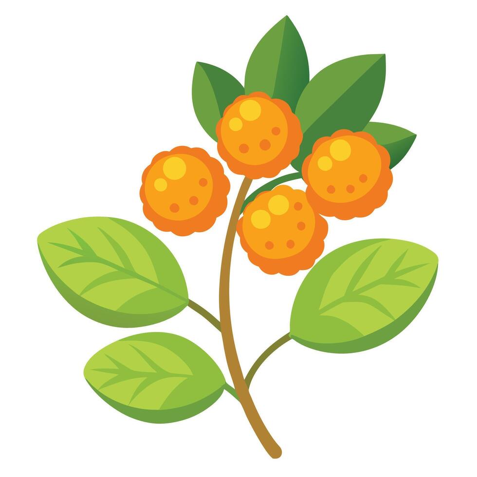 Orange berries on a branch with leaves vector