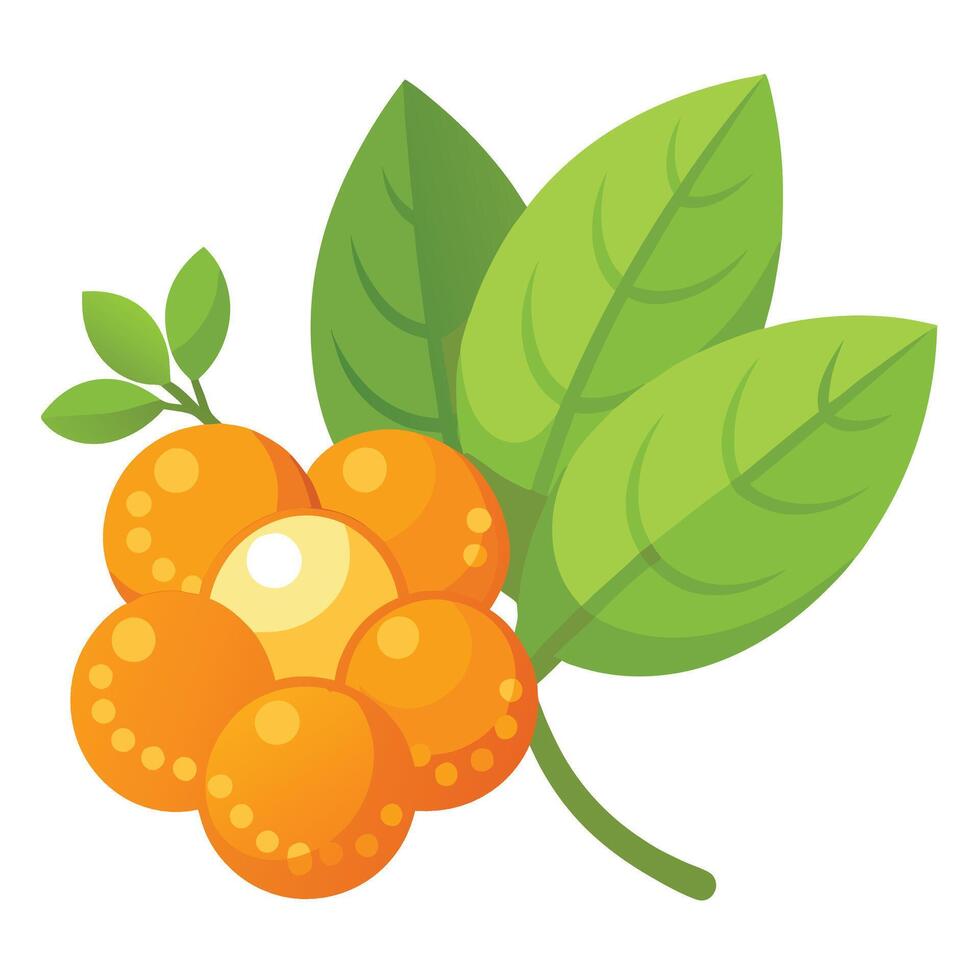 An orange fruit with leaves and leaves vector