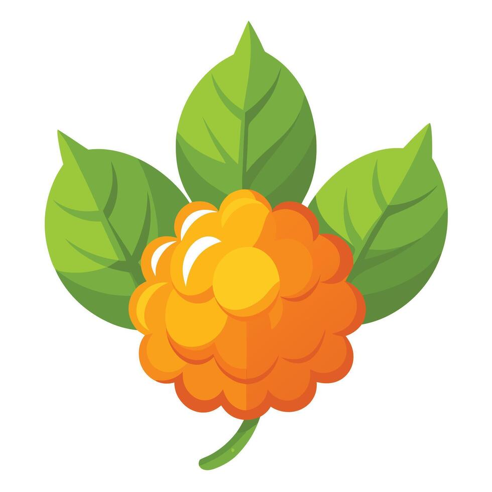 A raspberry with leaves on it vector