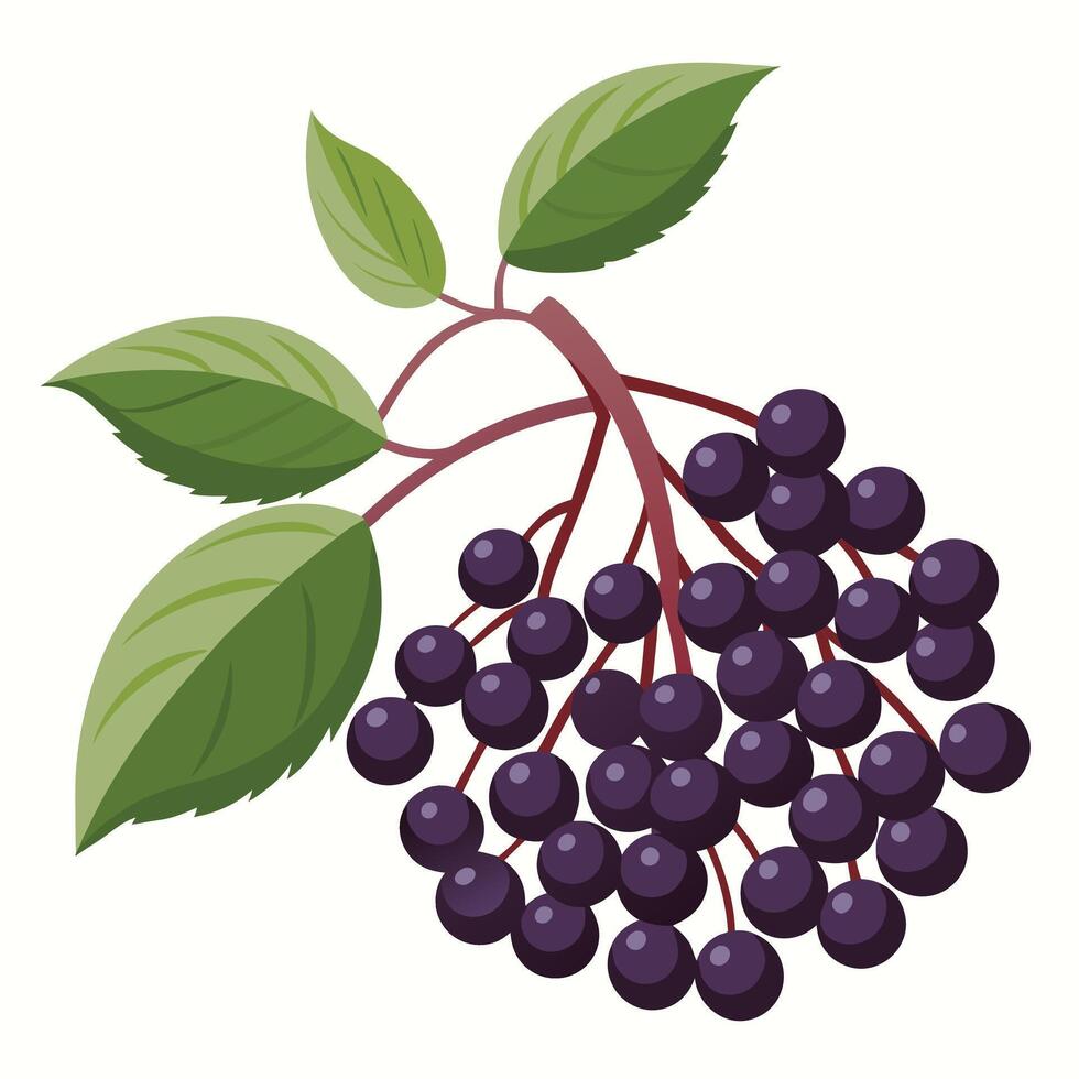 A bunch of black elderberries with leaves on a white background vector
