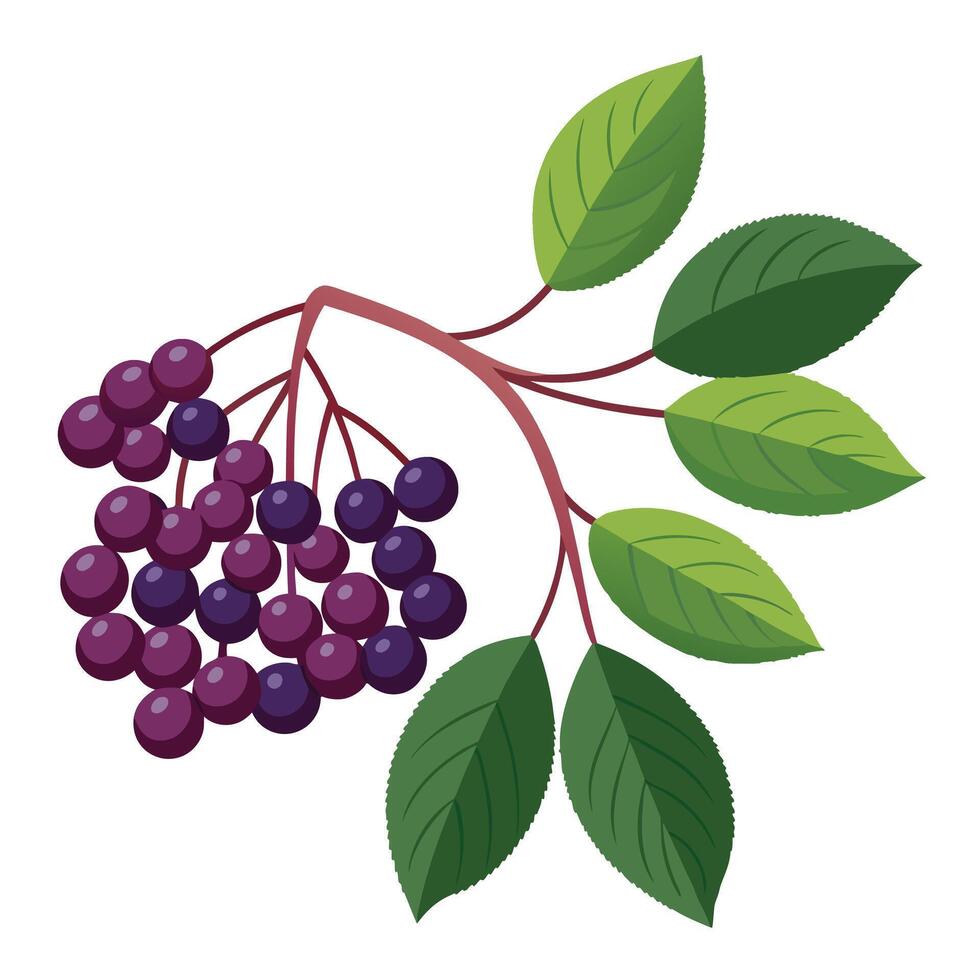 A branch with purple berries and leaves vector