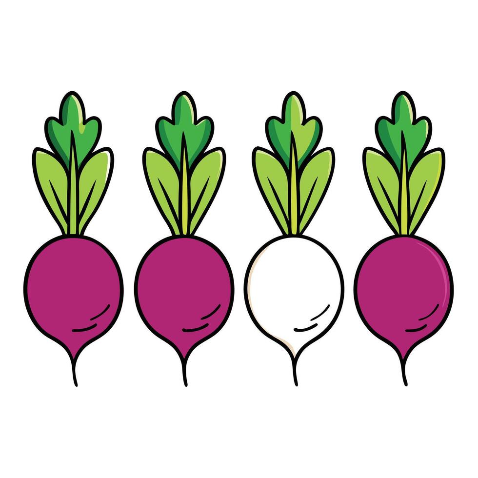 A beet is shown in four different colors vector
