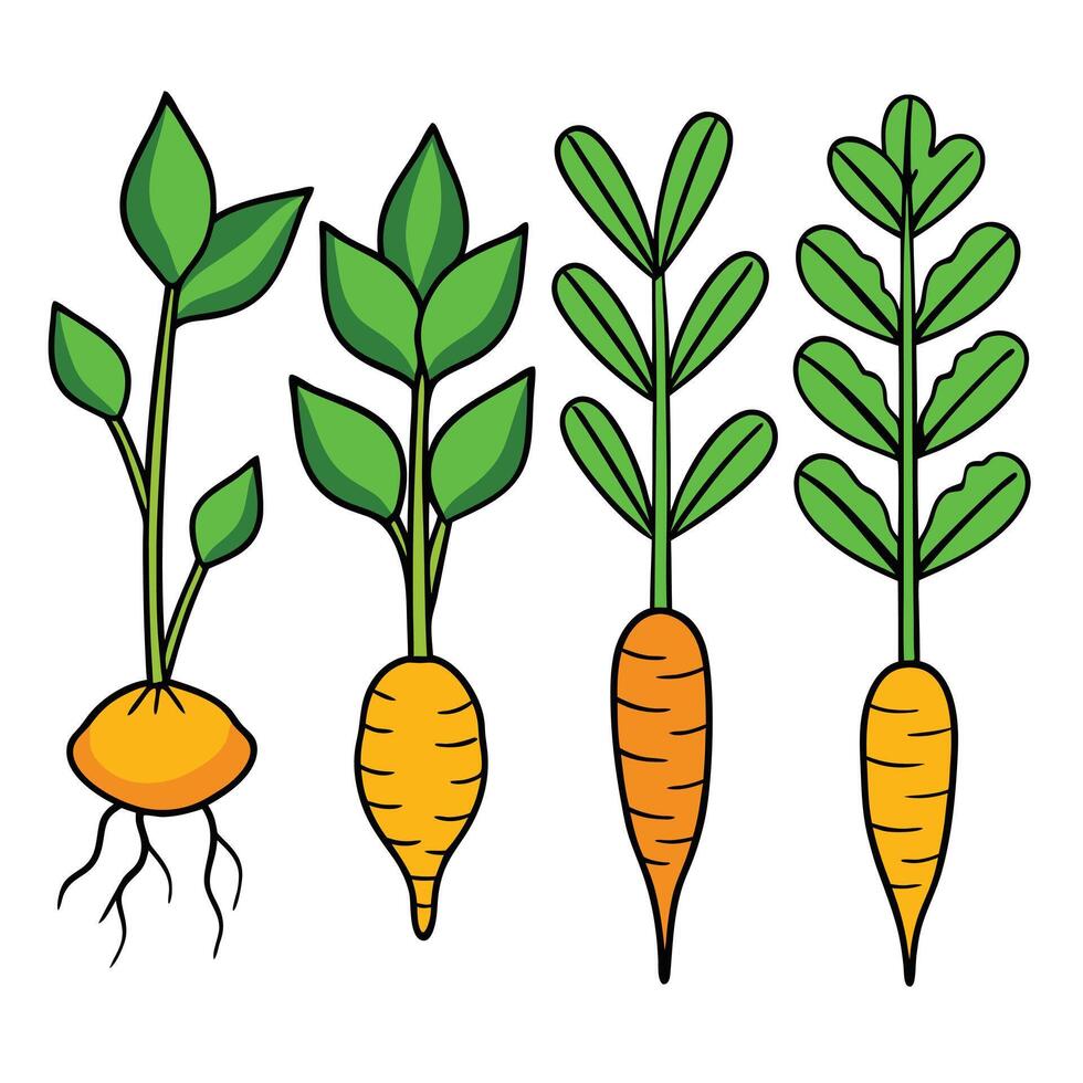 Carrots and roots on a white background vector