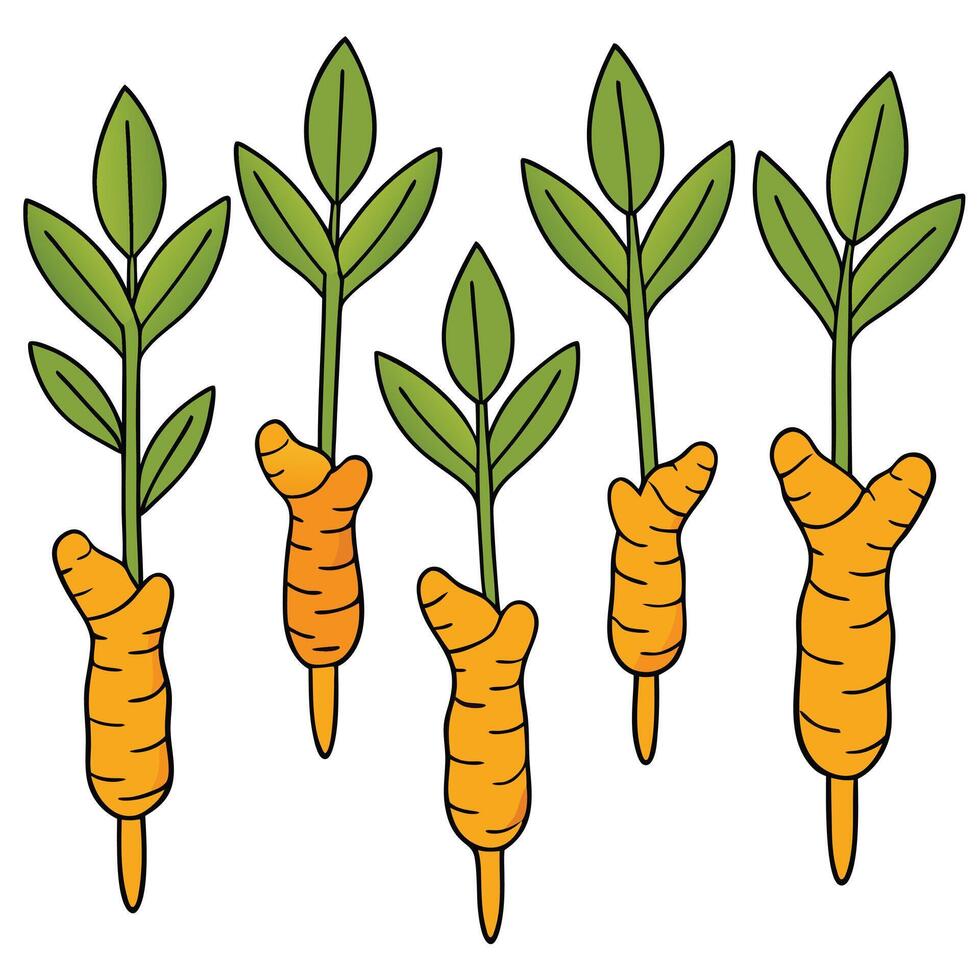 Carrots with leaves and roots on a white background vector