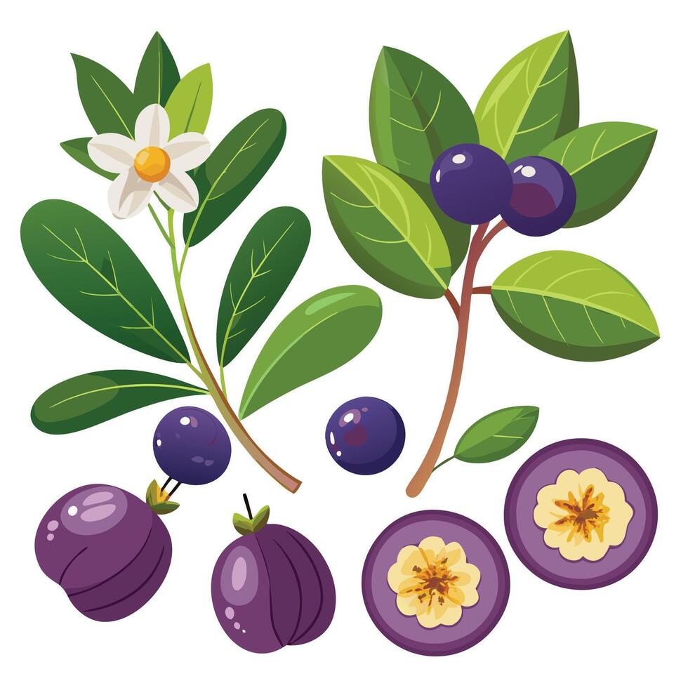 A purple fruit and leaves with leaves vector