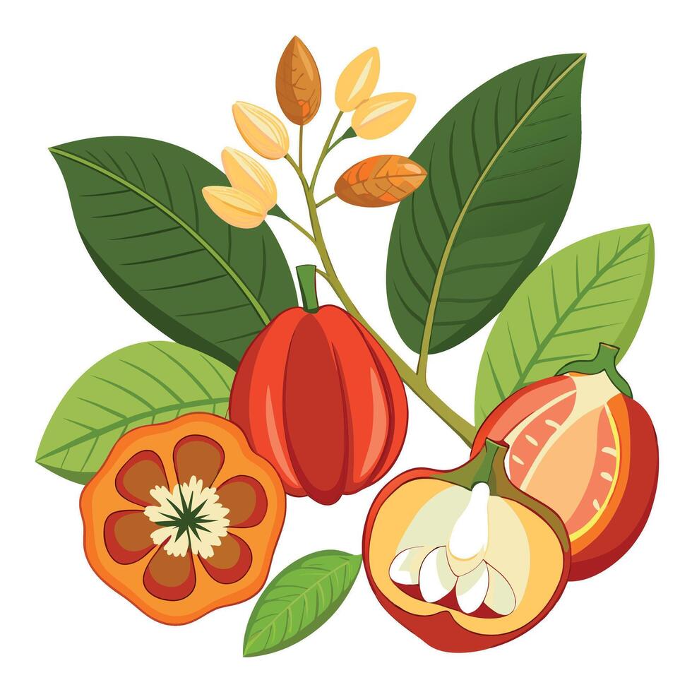 Cocoa fruit and leaves illustration vector