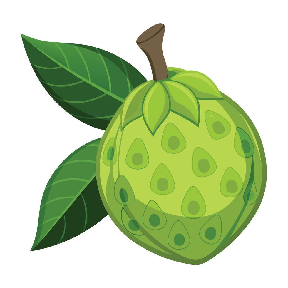 Custard apple fruit illustration isolated on white background vector
