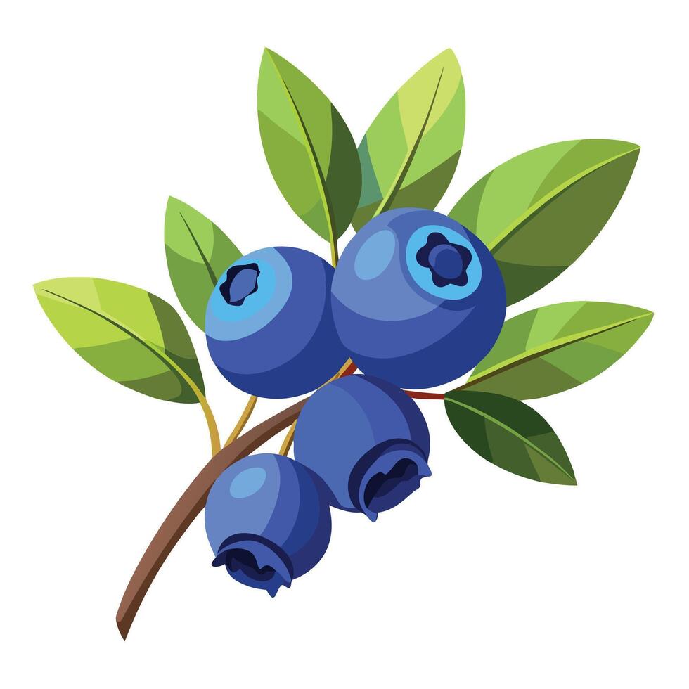 Blueberry fruit illustration vector