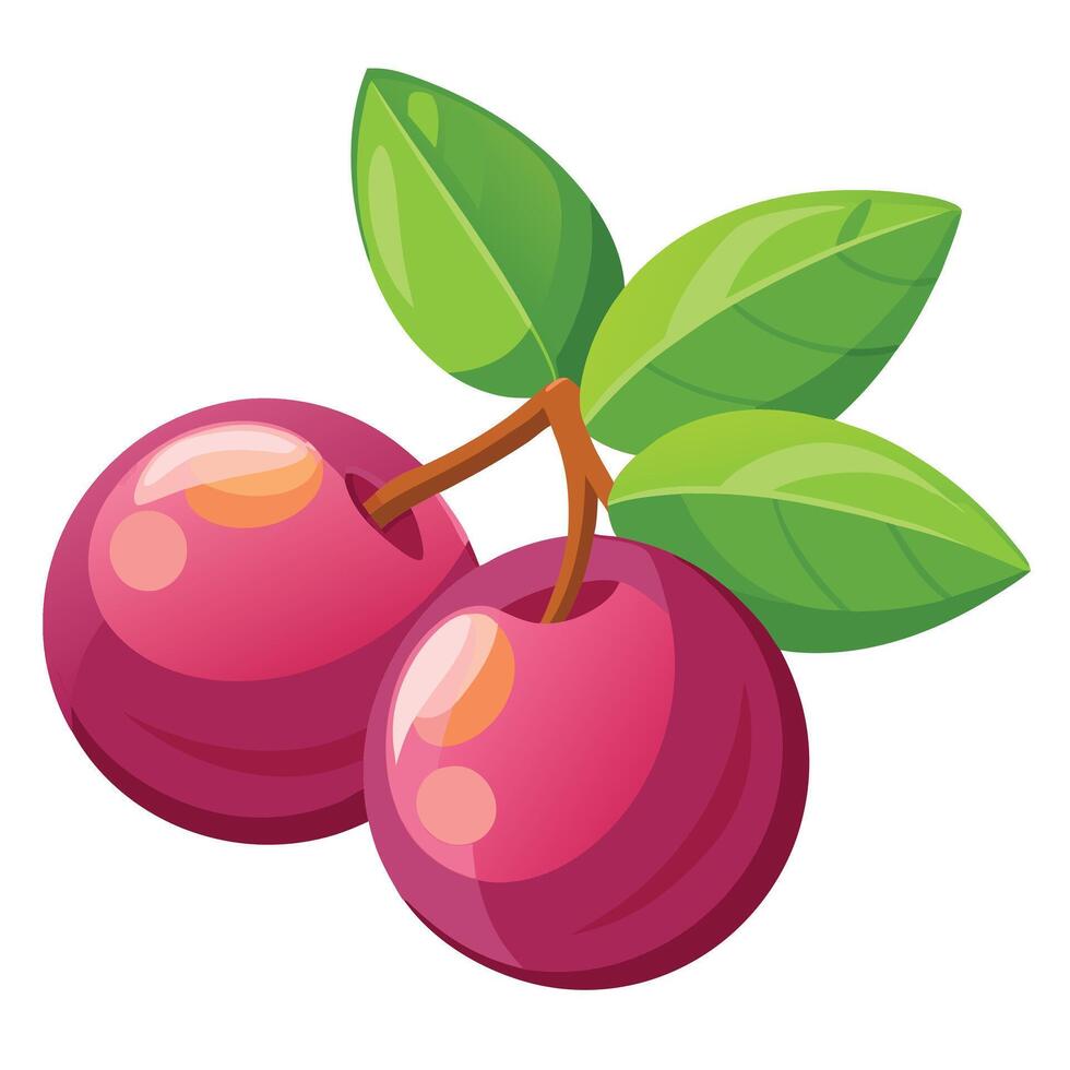 Two cherries with leaves on a white background vector