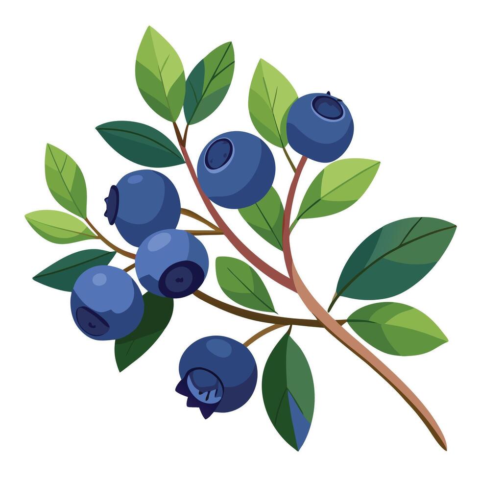 Blueberry branch with leaves and berries illustration vector
