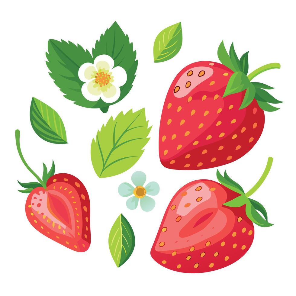 Strawberries and leaves illustration vector