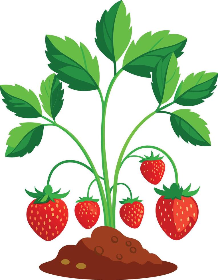 Strawberry plant with leaves and fruit vector