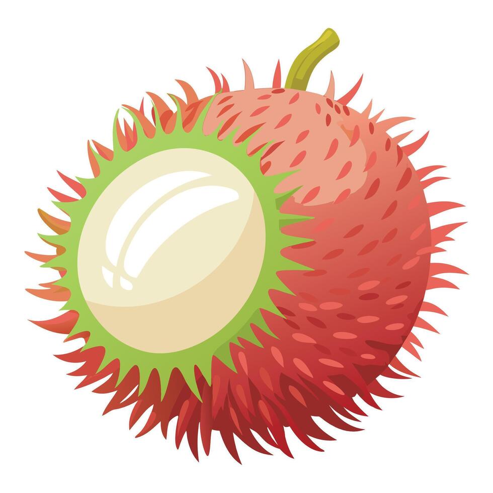 A rambutan fruit is shown on a white background vector