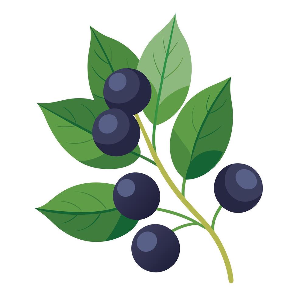 Blackberry fruit with leaves illustration vector