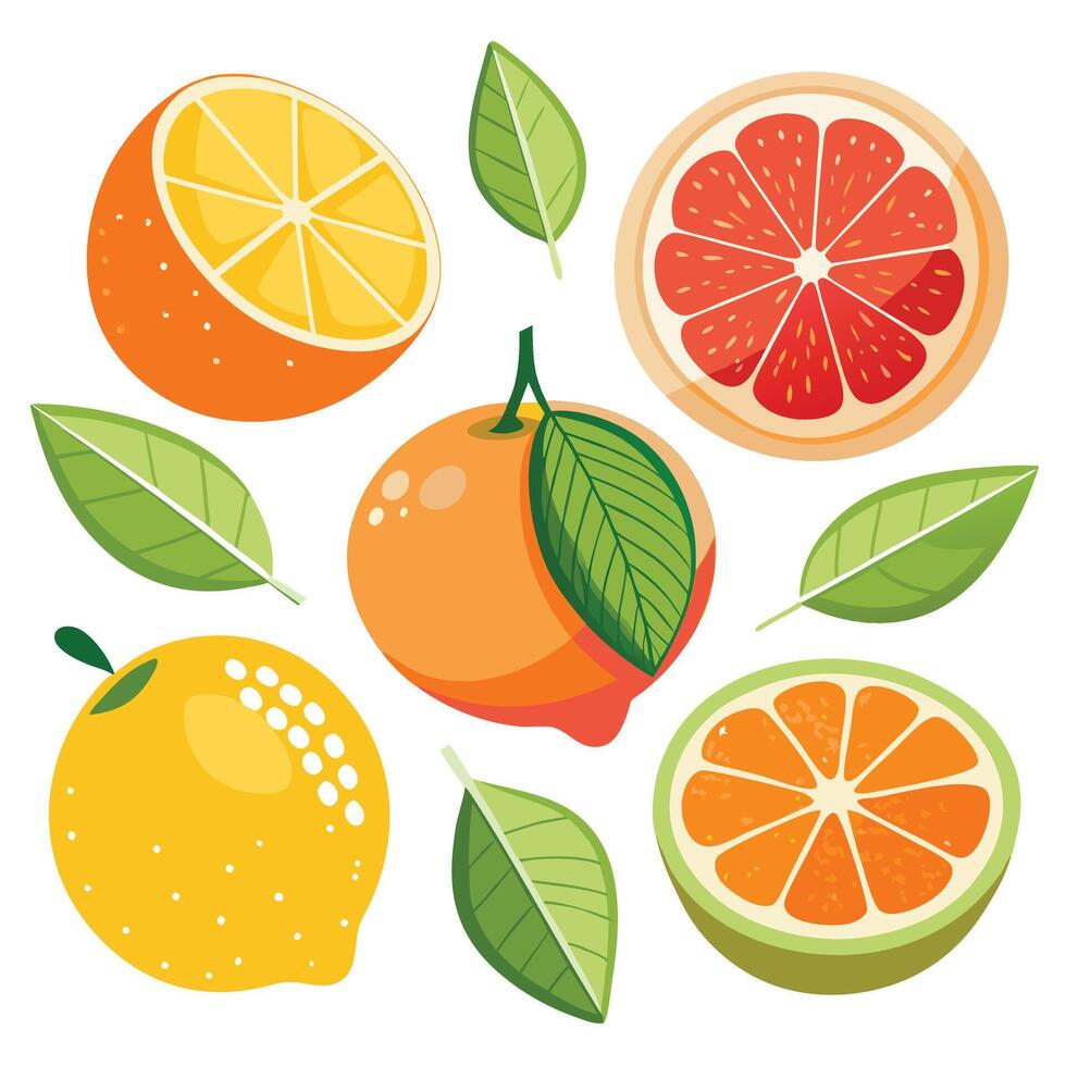 Citrus fruits illustration vector