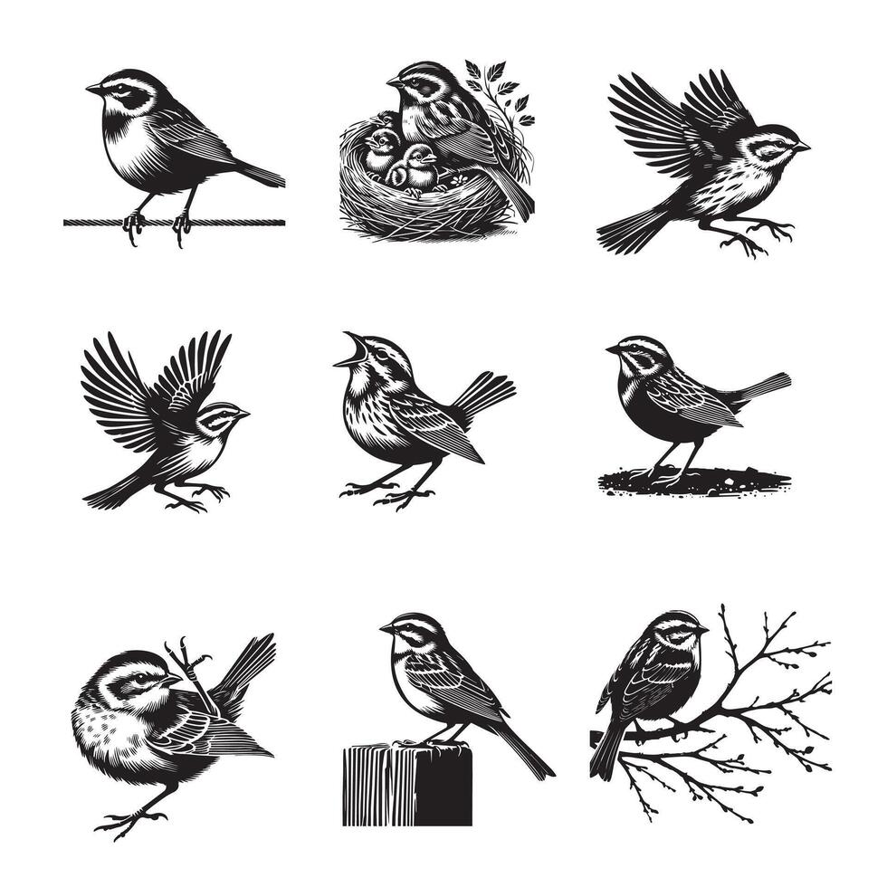 Collection of White-throated Sparrow Bird silhouettes Design - White-throated sparrow illustration in black and white vector