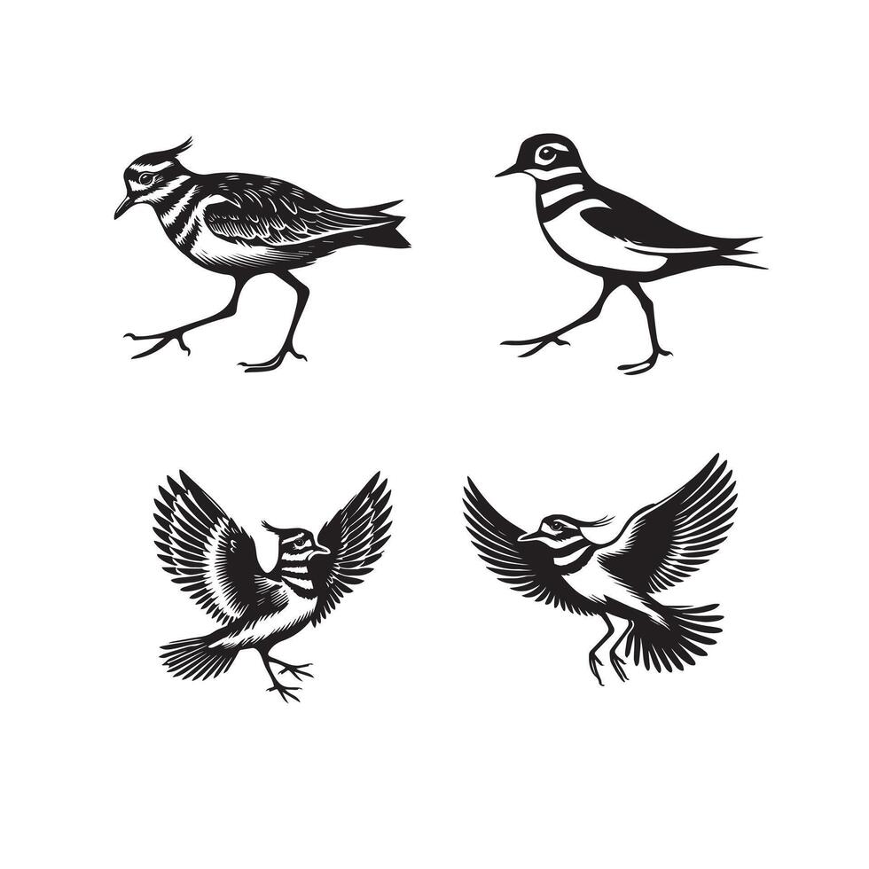 Collection of Killdeer illustration - Killdeer Bird Clipart Design vector