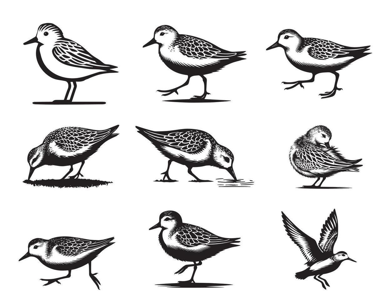 Collection of Sanderling illustration - Sanderling Bird Clipart Design vector