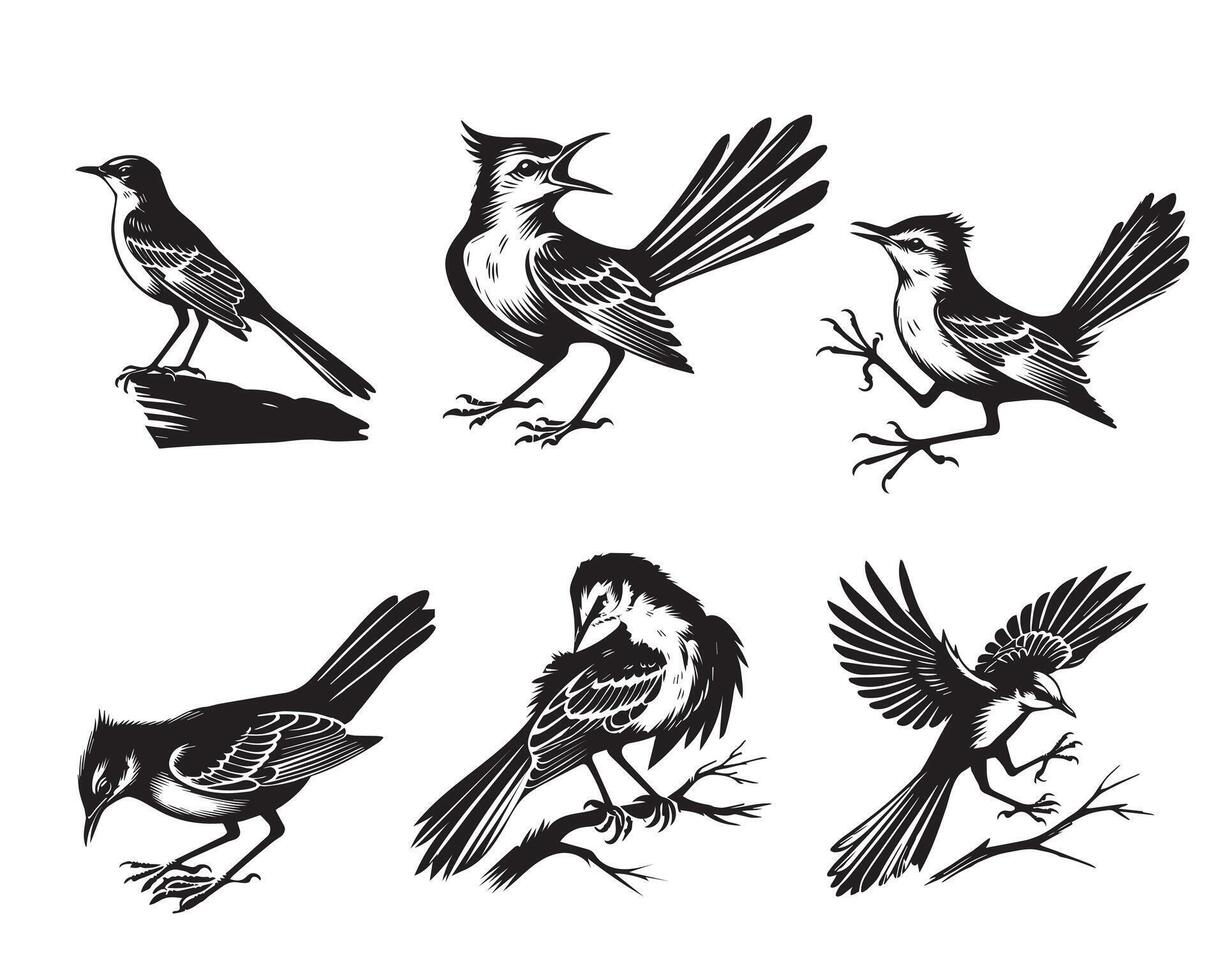 Northern mockingbird Silhouette Design Bundle - Northern mockingbird illustration vector