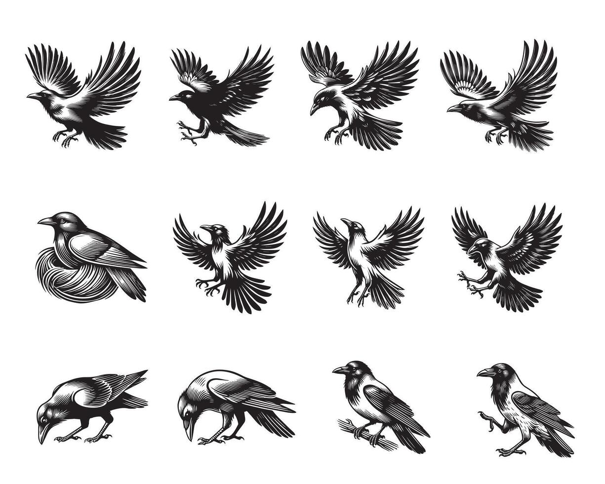 Collection of American kestrel silhouette Design - American kestrel Bird illustration vector