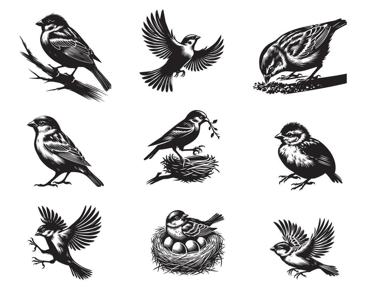 Collection of House Sparrow Bird silhouettes Design - House sparrow illustration in black and white vector