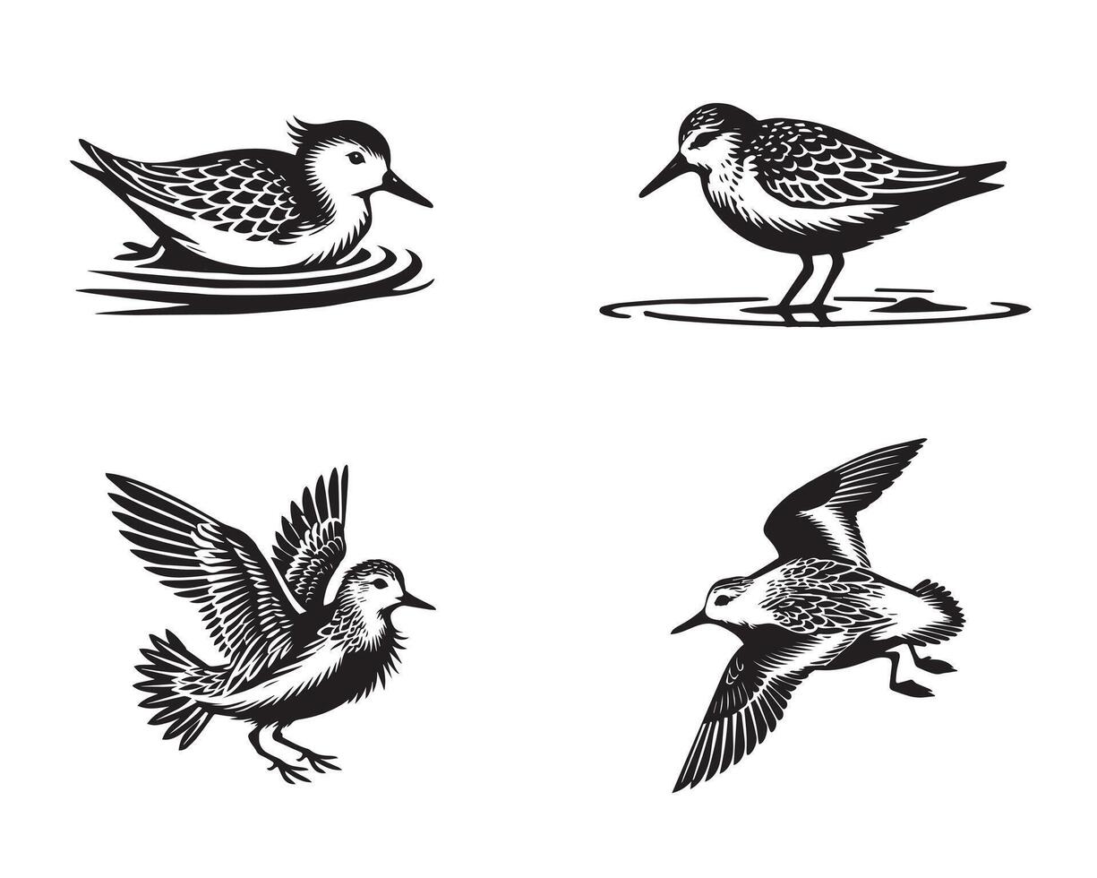 Collection of Sanderling illustration - Sanderling Bird Clipart Design vector