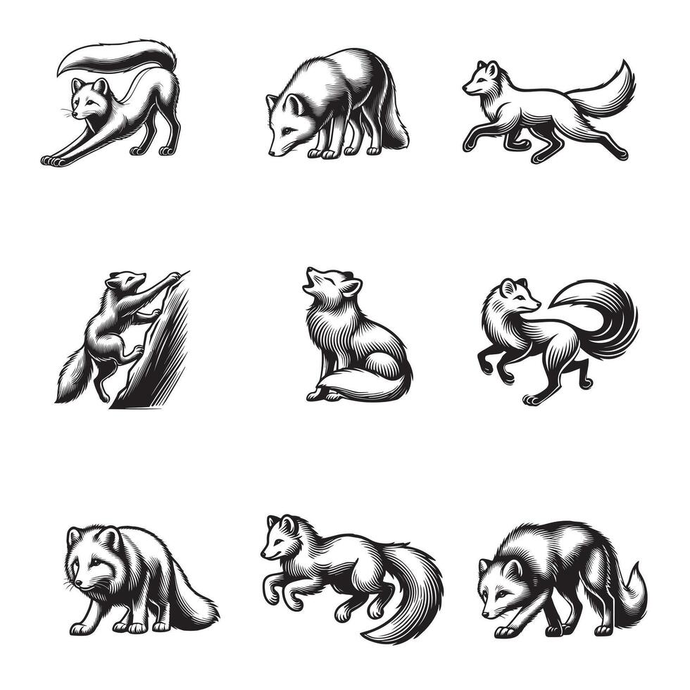 Set of Arctic fox face illustration in black and white - Arctic fox Clipart Design vector