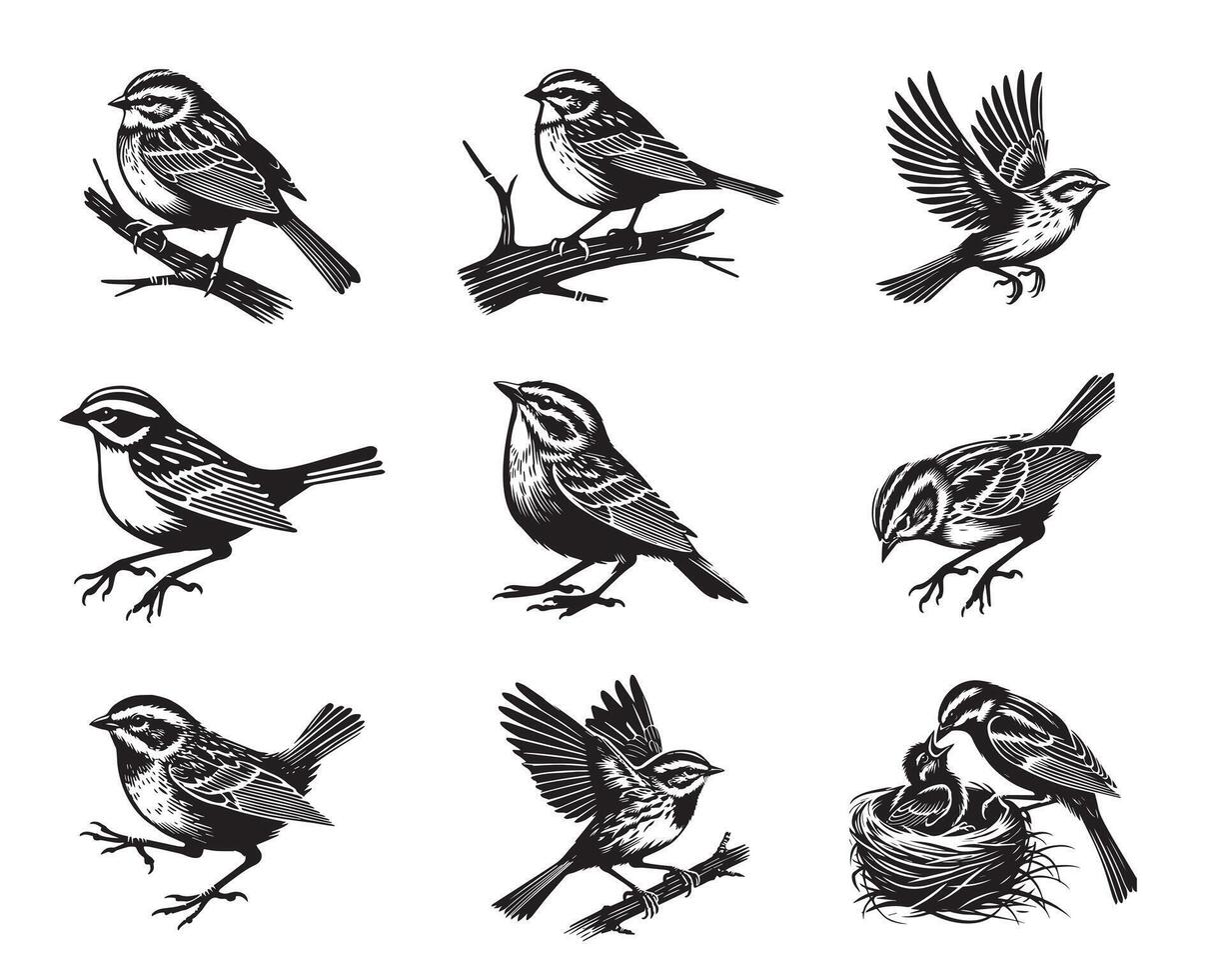 Collection of White-throated Sparrow Bird silhouettes Design - White-throated sparrow illustration in black and white vector