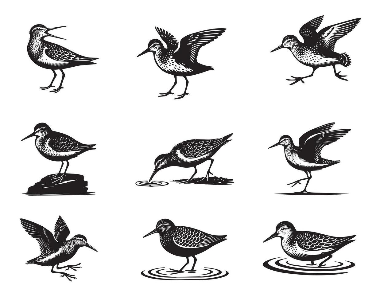 Collection of Common sandpiper illustration - Common sandpiper Bird Silhouettes vector