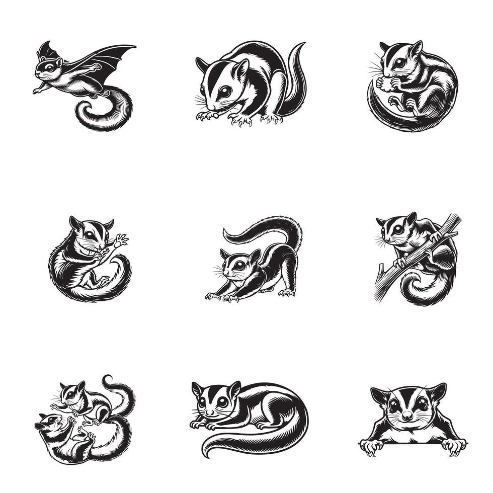 Sugar glider outline clipart Bundle, Biak Glider illustration in black and white vector