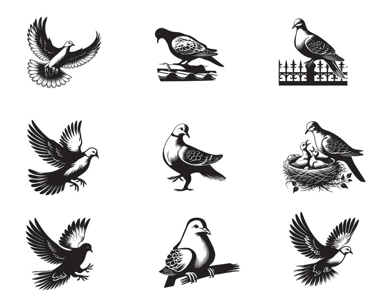 Collection of Eurasian Collared Dove illustration - Eurasian Collared Dove Bird Clipart Design vector