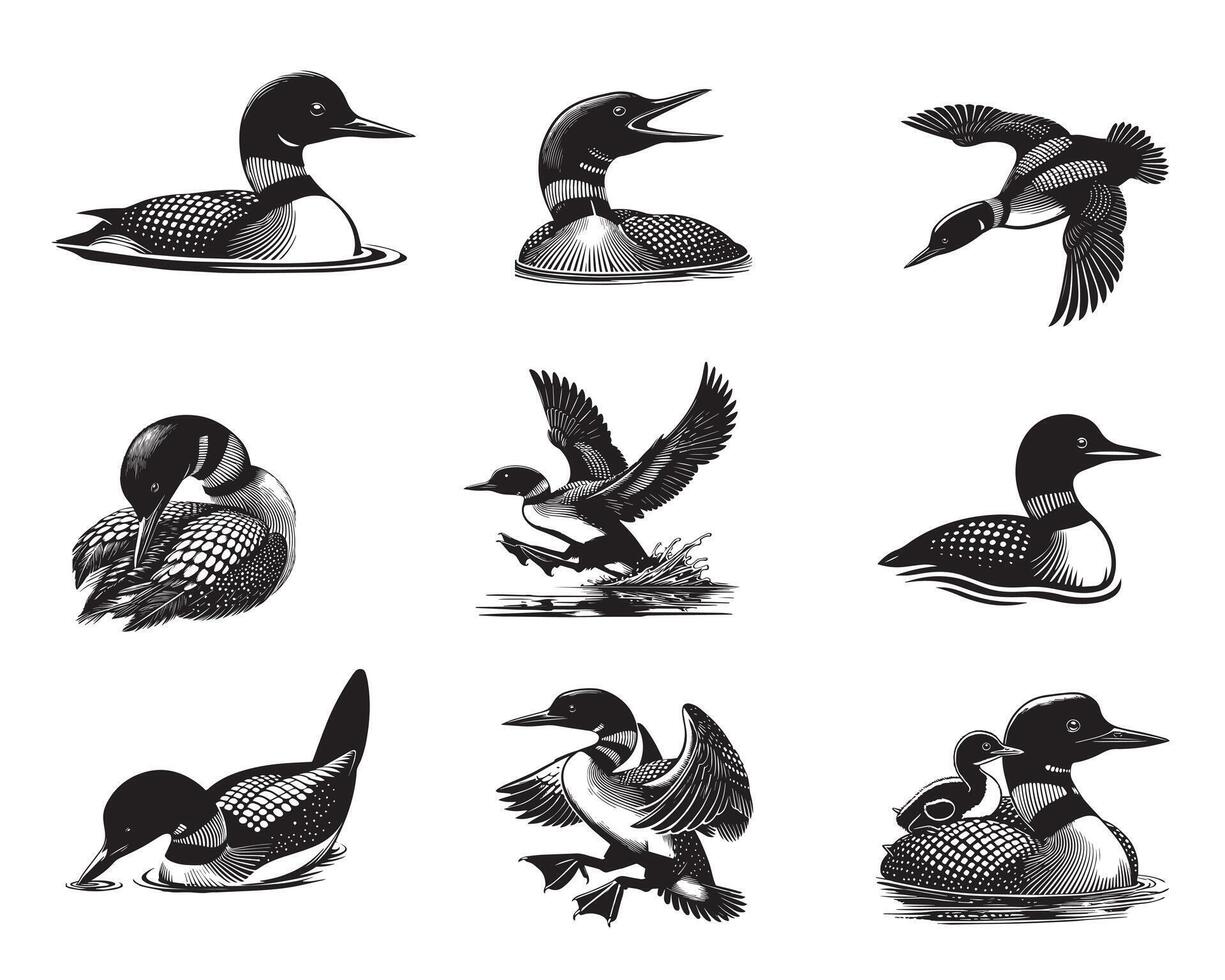 Collection of Common loon illustration - Common loon Bird Clipart Design vector